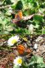 Lycaena phlaeas